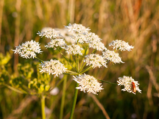close up white cow parsley flower head in summer with insect