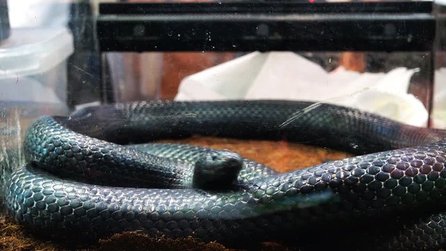 Black snake wriggles on land in search of food