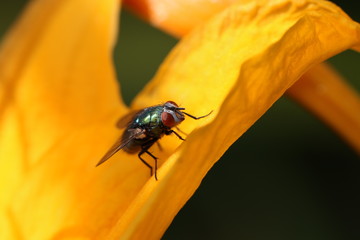 mouche