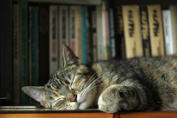 Gray, preggied cat sleeping on a bookshelf