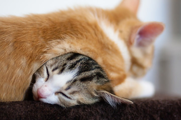 kittens sleeping on top of another