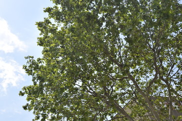 Hojas verdes sobre el cielo azul