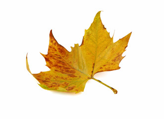 Feuille morte de platane