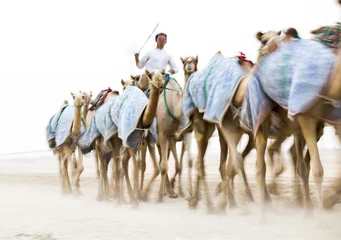 Rolgordijnen Kameel blurred image of running camels in Rub al Khali Desert at the Empty Quarter, in Abu Dhabi, UAE