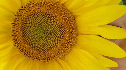 Obraz premium Sonnenblume Nah