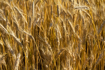 Golden rye ears of ripening rye, whole scent of moss on light summer wind