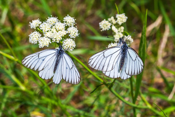 Large fluorescent butterfly aporia Crataegi (lat. Aporia crataegi)