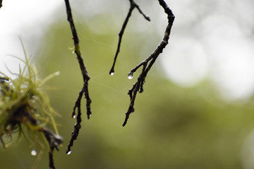 Lichens and water droplets on tree branches on blurred green background in forest