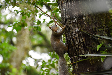 Squirrel sitting on tree staring into camera