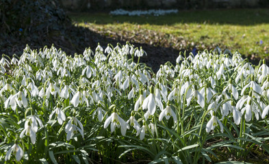 Obraz premium Schneeglöckchen (Galanthus)