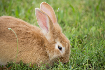 Brown Rabbit