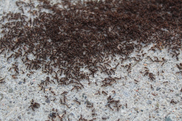 Fire ants