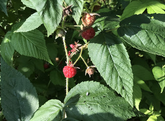  Raspberry plants Genus Rubus Speciies