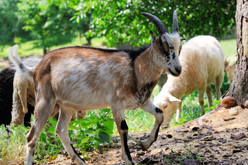 Naklejka na ściany i meble Goat on a background of green field