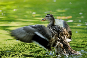 Wild duck on the lake.