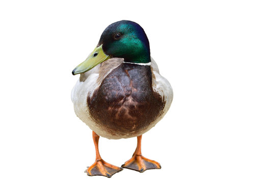 Wild male duck on white background