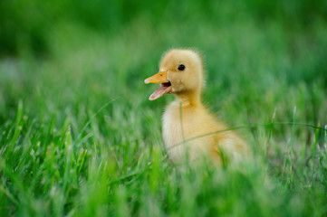 Small duck on a green field