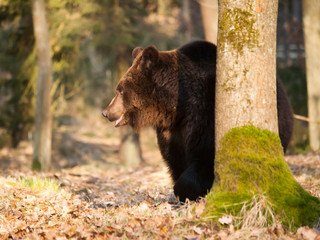 Brown bear behind the tree - Ursus arctos