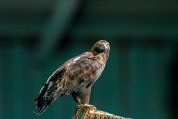 large bird of prey
