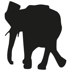 Vector image of an adult elephant. Silhouette of the elephant.
