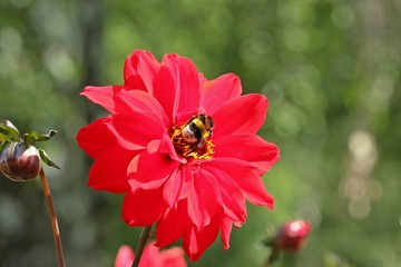 Rote Dahlienblüte mit Erdhummel
