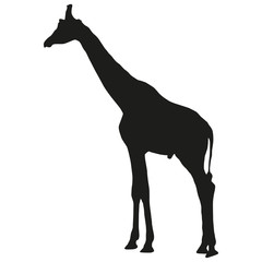 Vector image of a giraffe. Silhouette of the giraffe.