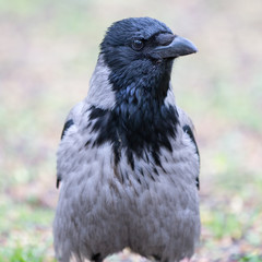 Aaskrähe (Corvus corone)