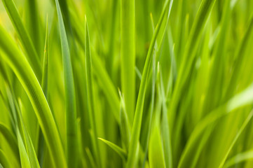 Obraz na płótnie Canvas Macro shot of the grass