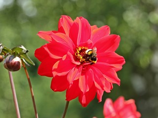 Rote Dahlienblüte mit Erdhummel
