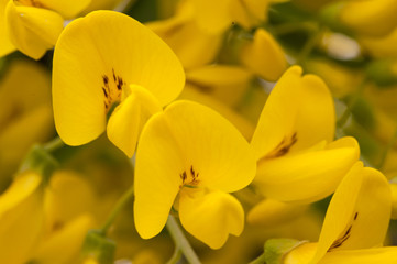 Fototapeta premium Macro shot of yellow acacia