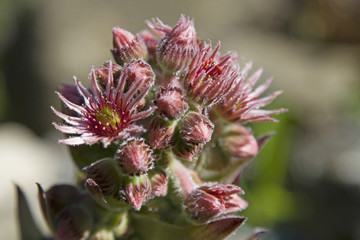 Blüte der Hauswurz