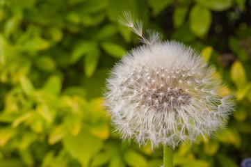 Dandelion seeds blowing away