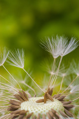 Dandelion seeds blowing away