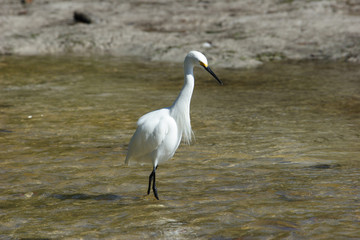 Florida, Everglades, Birds, alligators and Limulus