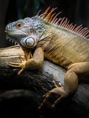 Grüner Leguan liegt auf einem Baumstamm, Iguana iguana vor schwarzen Hintergrund