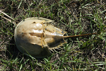 Florida, Everglades, Birds, alligators and Limulus