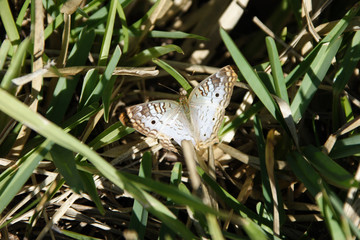 Florida, Everglades, Birds, alligators and Limulus
