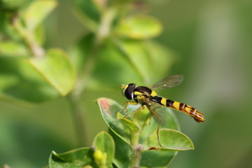syrphe