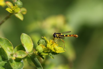 syrphe