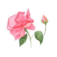 Botanical watercolor illustration sketch of pink rose and rose bud on white background