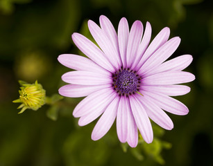 Obraz premium purple flower