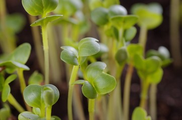 Seedlings of radish growing in garden.