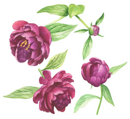 Watercolor peonies set illustration, isolated on white background. Purple flowers, hand drawn floral botanical art.