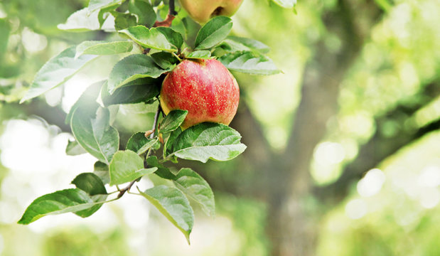 Apfelbaum