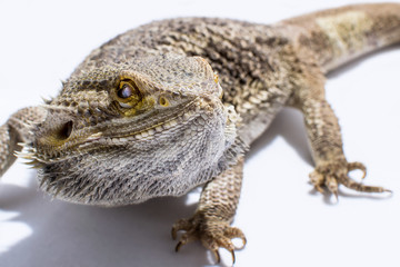 Bearded Dragon blinking