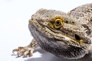 Bearded Dragon