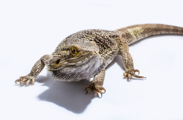 Bearded Dragon