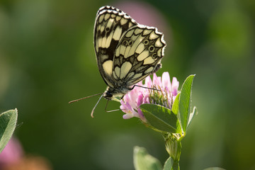 Melanargia galathea 