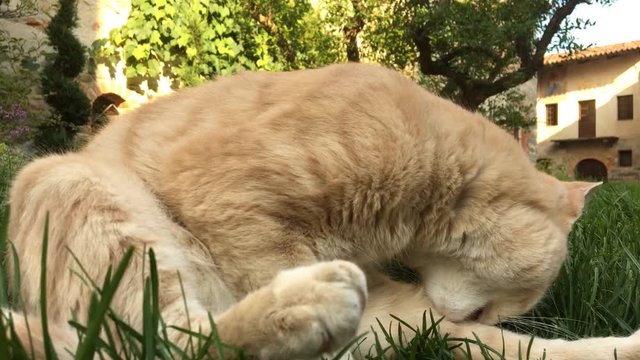 Gatto si pulisce sul prato all'aperto
