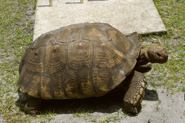 Aldabra giant tortoise